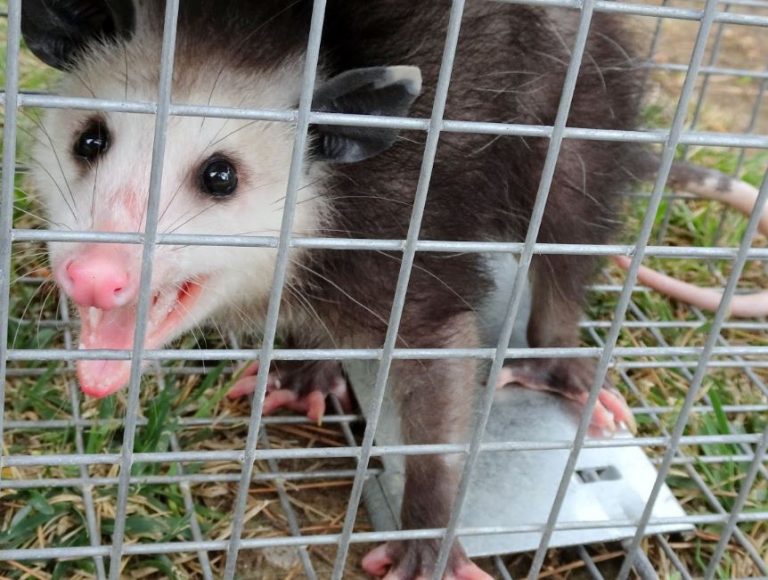 Opossum Removal Wildlife X Team East Texas