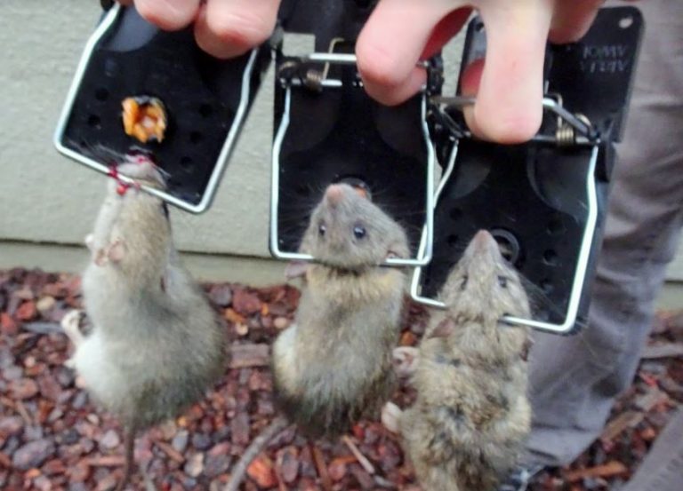 Rodent Control Wildlife X Team East Texas